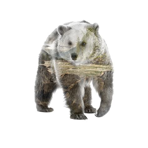 Double Exposure Bear Digital Art By Brianna Lazar Pixels