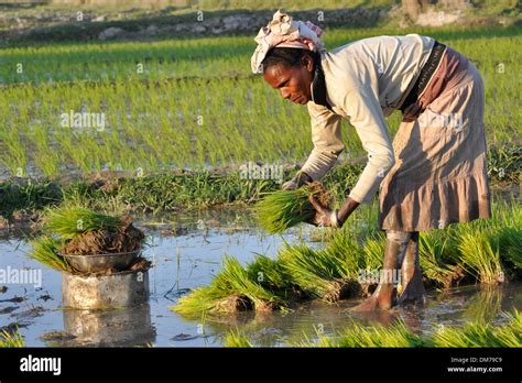 India Assam Field Rice Stock Photo Alamy