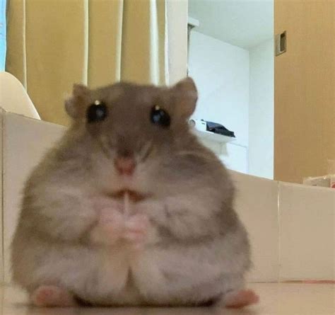 Create Meme Fat Hamster Hamster Funny Hamster Pictures Meme