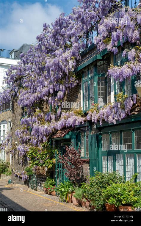 Wisteria Covering A House Front In Spring Kynance Mews South