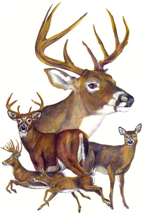 Free Funny Hunting Cliparts Download Free Funny Hunting Cliparts Png