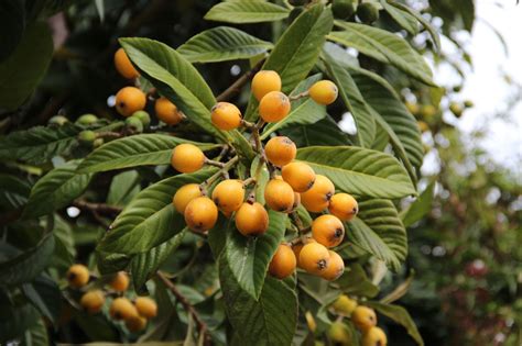 9 Health Benefits Of Loquat Leaf You Didnt Know Thika Town Today 3t