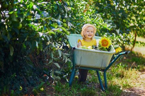 Adorable Toddler Girl In Straw Hat Sitting In Wheelbarrow On A Farm