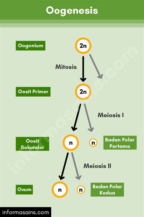 Spermatogenesis Dan Oogenesis Pengertian Tahap Proses Perbedaan My Xxx Hot Girl