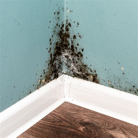 It consumes cellulose, meaning that it can live on things like: How to Get Rid of Black Mold - The Home Depot