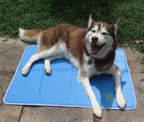 The k&h coolin' pet cot cover incorporates our coolin' core pad technology into the center of the cot cover to keep dogs comfy and cool on those hot summer days. Dogs Luv Us and We Luv Them: Cool Your Dog Off With The ...