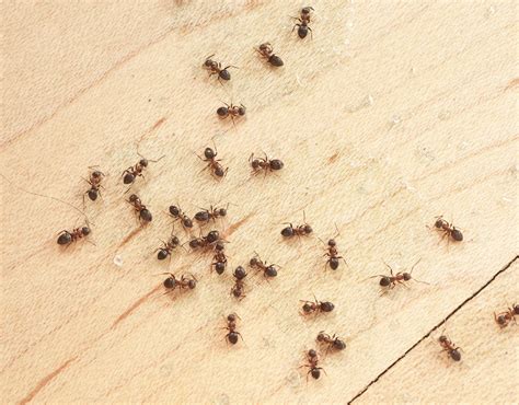 How To Get Rid Of Ants Tiny Ants In Florida Sugar Ants In Florida