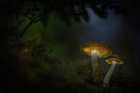 Mushroom Magic Photograph By Dirk Ercken Fine Art America