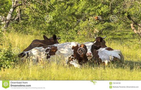 A Cow Grazing On A Green Meadow On A Clear Summer Sunny Day Stock Photo Image Of Black Grass