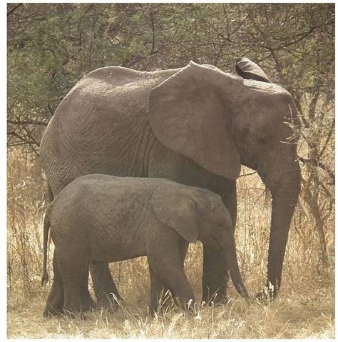 African Elephants Main Diet Of Croatia - clipsgala