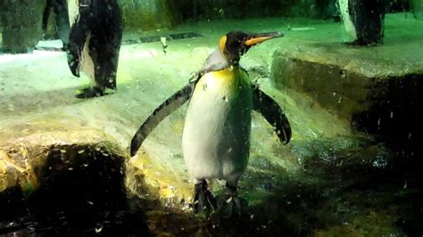 emperor penguins osaka aquarium japan youtube