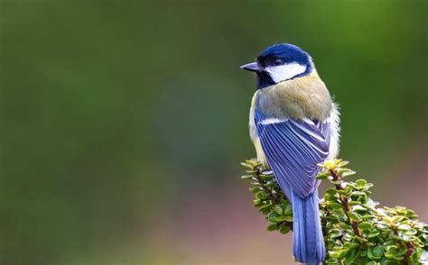 Kumpulan gambar burung yang cantik dan mengagumkan. Daftar Harga Burung Gelatik Mei 2018