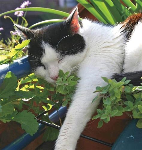 15 Gatos Que Probaron El Efecto De La Hierba Y Se Relajaron