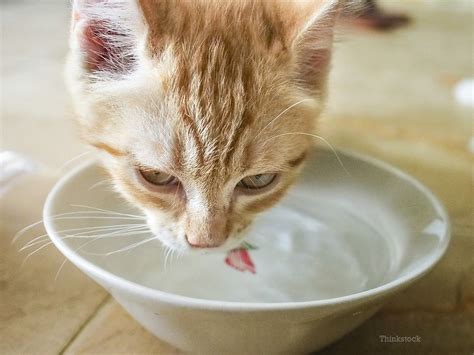 If so, i want to know the biochemical reactions that go inside the cat's body and resultant behavioral output. Why is My Cat Drinking so Much?
