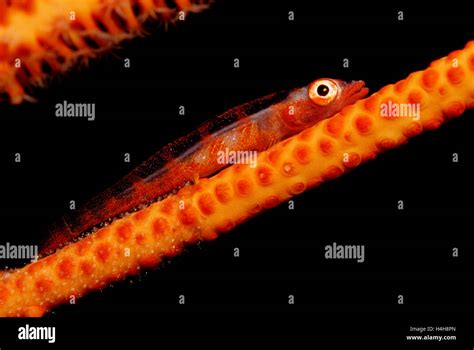 Whip Coral Goby Bryaninops Yongei Maldives Island Indian Ocean