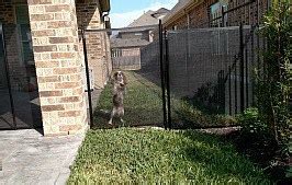However, there are still some fence contractor professionals in houston that have not. Pool Fencing For Pet Safety | Best Pool Fence Houston