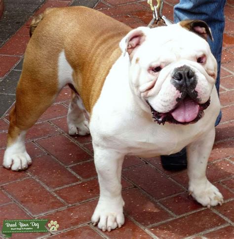 British Bulldog For Stud Stud Dog In Surrey The United States