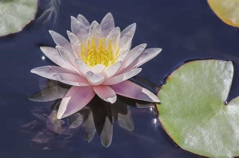 Water Lily The Complete Guide Care Growing Propagation And More