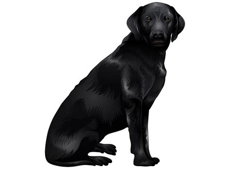Labrador Retriever Png Transparent Image Download Size 1538x1137px
