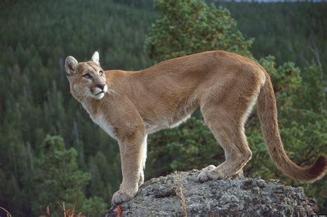 Cougar Facts History Useful Information And Amazing Pictures