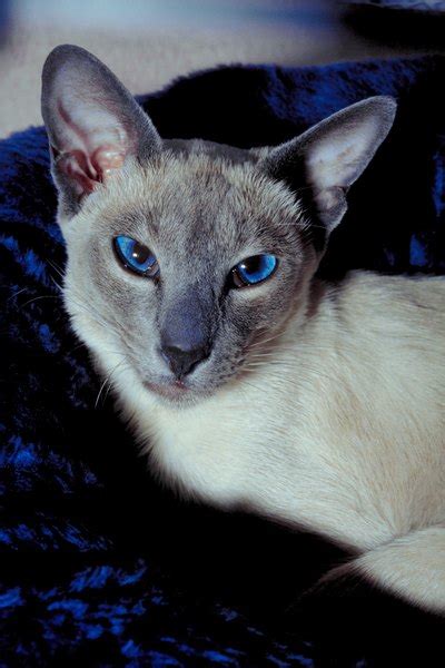What Is The Expected Life Span Of A Blue Point Siamese Cat