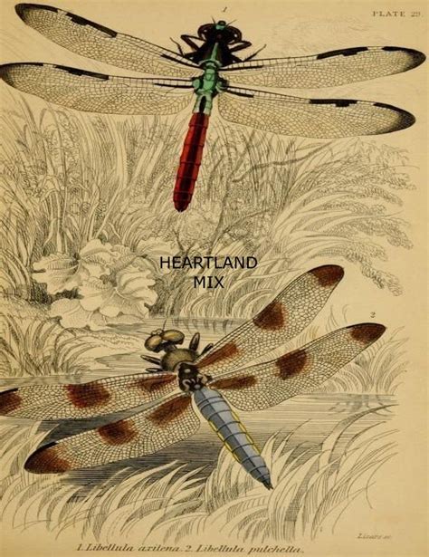 Vintage Dragonfly Digital Image Art Download Printable Tags Etsy In