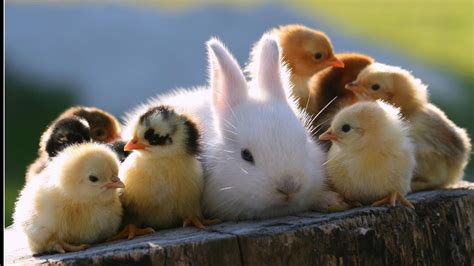 Baby Farm Animals Wallpapers Wallpaper Cave