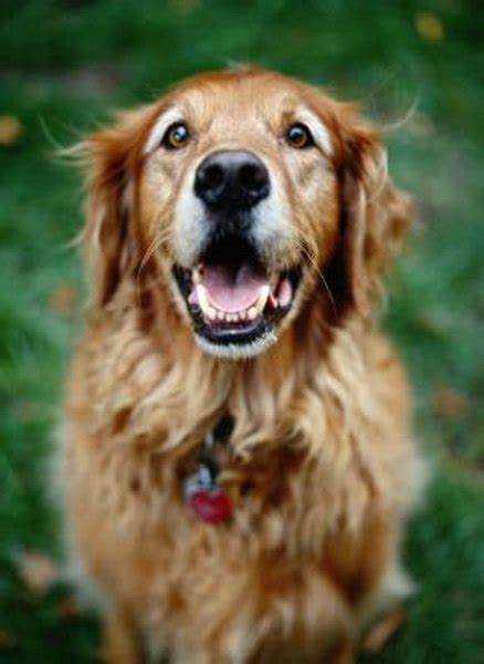 Adopting Senior Golden Retrievers Pets