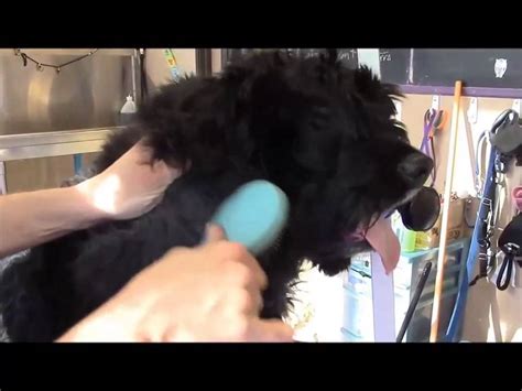 Avoid removing hair growing more than 1/2 inch into the ear canal. How to Care for Matted Hair on Dog Ears - YouTube