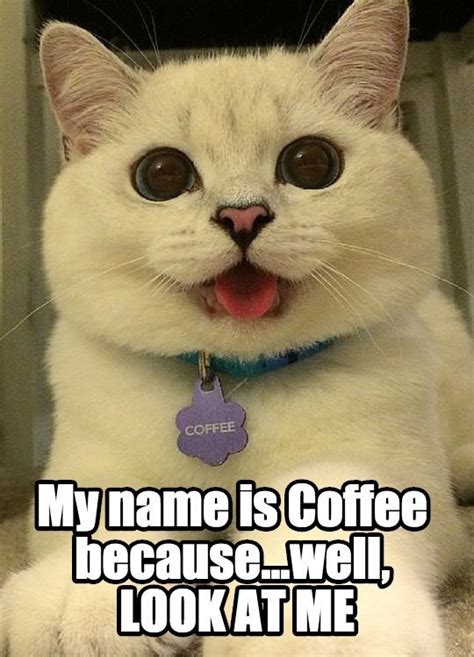 A Cat Named Coffee Funny Cats Funny Animals Cute Animals Derpy Cats