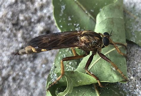 Unknown Robber Fly From Wisconsin Whats That Bug