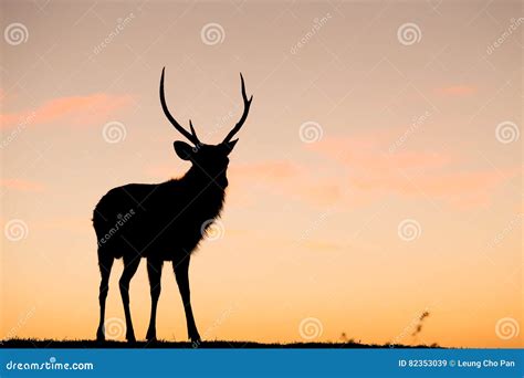 Wild Deer Stag With Sunset Stock Image Image Of Dusk 82353039