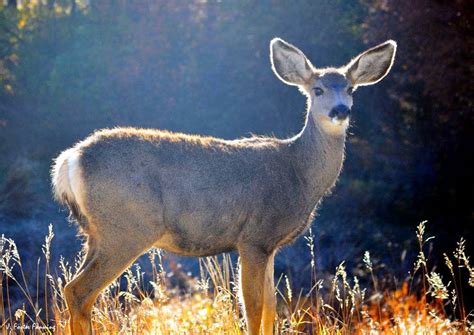 Young Mule Deer Doe : Photos, Diagrams & Topos : SummitPost