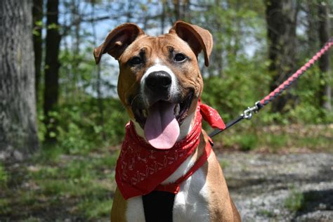 Lawrence County Humane Society Adopt Your New Best Friend