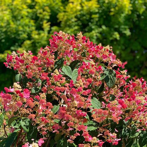 Quick Fire Hydrangea Plants For Sale Free Shipping