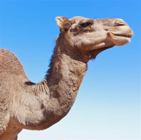 But i'll try to work my way through it. Camel flu warning for travellers to Middle East - The Nibbler