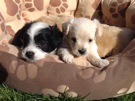Ready for new forever home.10/15/20 serious inquiries only rehoming /adoption fee. Jackapoo Puppies For Sale | Gloucester, Gloucestershire ...