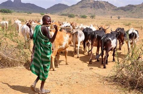 History Of Fulani Herdsmen In Nigeria And Todays Crisis Legitng
