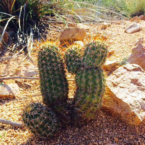 Plants In Arizona Desert Venetta Marielle
