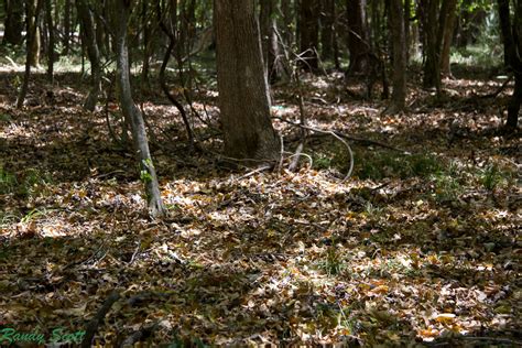 East Texas Piney Woods Forest Under Stress