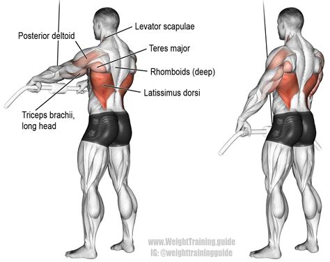 Musculation Dos : Top 5 Meilleurs Exercices de Musculation Dos | Fitnition