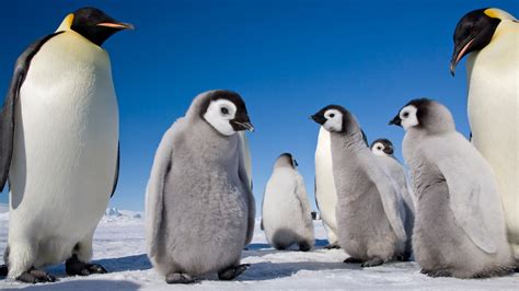 Emperor Penguins New Book Showcases Impossibly Cute Animals