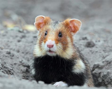 Field Hamster Portrait Stock Photo Image Of Animal Burrow 47310818
