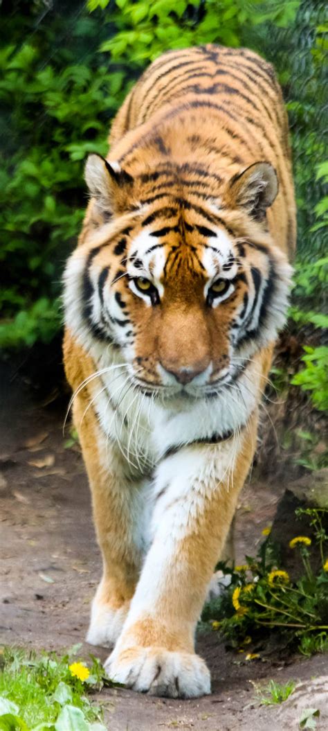 Amur Tiger Stock 19 By Hotnstock On Deviantart