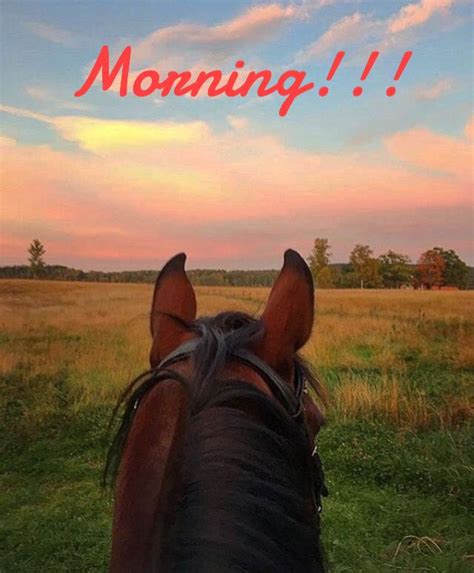 Pin By Brenda Mclintock On Good Morning Horses Pretty Horses Horse Age