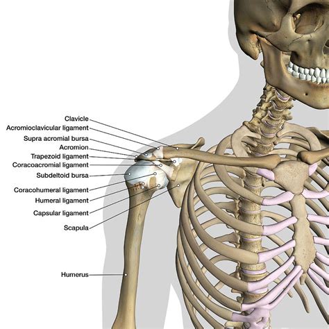 Shoulder Bone Diagram