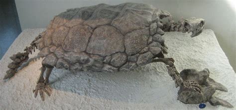 The Oldest Fossils Of Turtles Were Found In Germany And Date Back 215