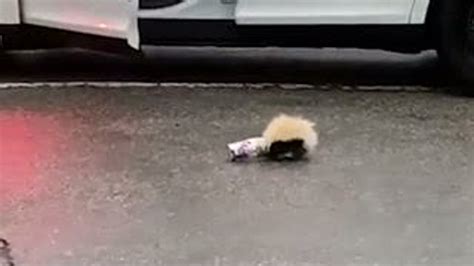 Skunks Head Stuck In Cup Officer Comes To Rescue The Weather Channel
