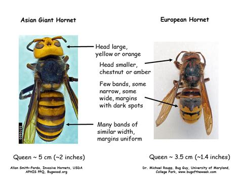 Murder Hornets Take 2 Asian Giant Hornet Vespa Mandarinia — Bug Of The Week