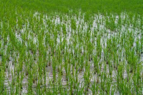 Flooded Rice Field With Green Growing Plants Stock Photo Image Of